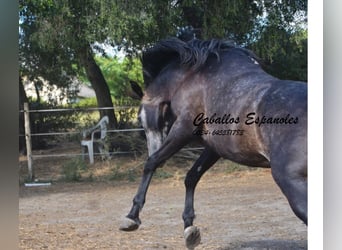 Andaluces, Caballo castrado, 4 años, 161 cm, Tordillo negro