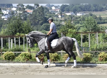 Andaluces, Caballo castrado, 4 años, 161 cm, Tordo rodado