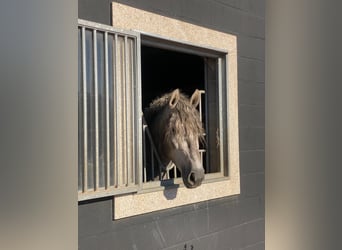 Andaluces, Caballo castrado, 4 años, 161 cm, Tordo rodado