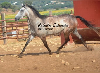 Andaluces, Caballo castrado, 4 años, 161 cm, Tordo rodado