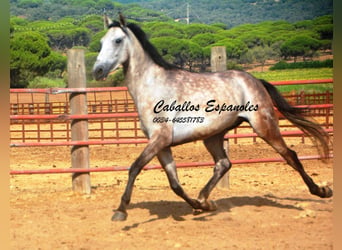 Andaluces, Caballo castrado, 4 años, 161 cm, Tordo rodado