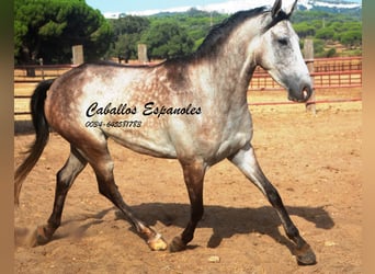 Andaluces, Caballo castrado, 4 años, 161 cm, Tordo rodado