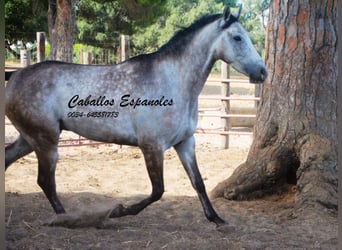 Andaluces, Caballo castrado, 4 años, 161 cm, Tordo rodado