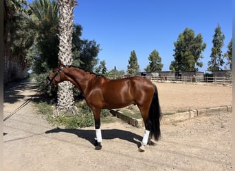 Andaluces Mestizo, Caballo castrado, 4 años, 162 cm, Castaño