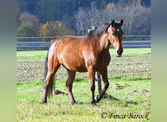 Andaluces, Caballo castrado, 4 años, 162 cm, Castaño