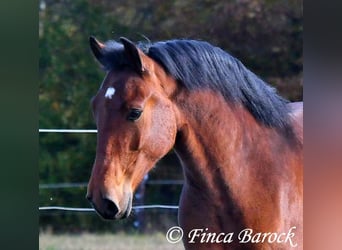 Andaluces, Caballo castrado, 4 años, 162 cm, Castaño