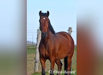 Andaluces, Caballo castrado, 4 años, 162 cm, Castaño