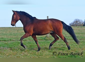 Andaluces, Caballo castrado, 4 años, 162 cm, Castaño