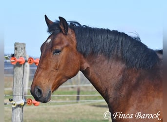 Andaluces, Caballo castrado, 4 años, 162 cm, Castaño