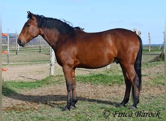 Andaluces, Caballo castrado, 4 años, 162 cm, Castaño