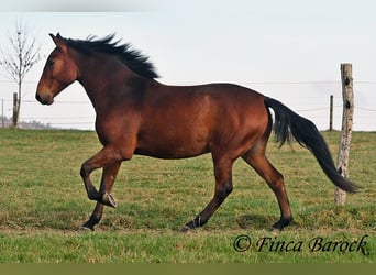 Andaluces, Caballo castrado, 4 años, 162 cm, Castaño