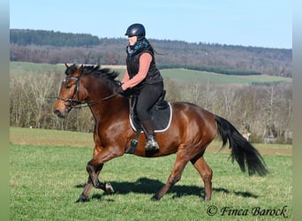 Andaluces, Caballo castrado, 4 años, 162 cm, Castaño