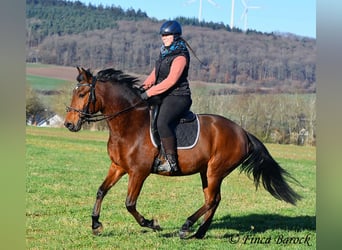 Andaluces, Caballo castrado, 4 años, 162 cm, Castaño