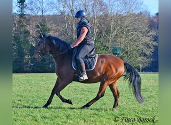 Andaluces, Caballo castrado, 4 años, 162 cm, Castaño