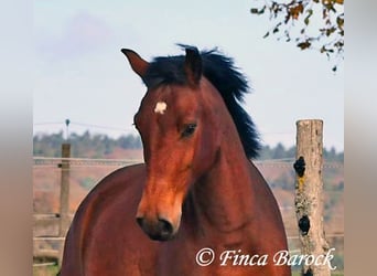 Andaluces, Caballo castrado, 4 años, 162 cm, Castaño