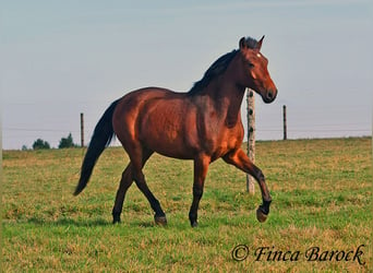 Andaluces, Caballo castrado, 4 años, 162 cm, Castaño