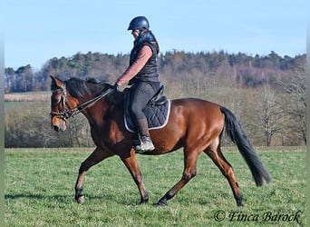 Andaluces, Caballo castrado, 4 años, 162 cm, Castaño