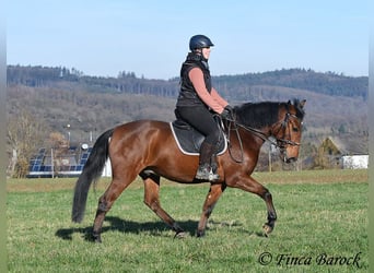 Andaluces, Caballo castrado, 4 años, 162 cm, Castaño