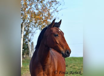 Andaluces, Caballo castrado, 4 años, 162 cm, Castaño