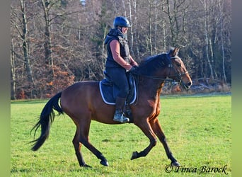 Andaluces, Caballo castrado, 4 años, 162 cm, Castaño