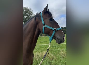 Andaluces, Caballo castrado, 4 años, 162 cm, Castaño oscuro