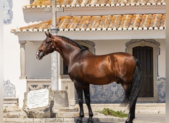 Andaluces, Caballo castrado, 4 años, 162 cm, Castaño oscuro