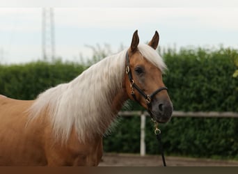 Andaluces, Caballo castrado, 4 años, 162 cm, Palomino
