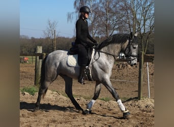 Andaluces, Caballo castrado, 4 años, 162 cm, Porcelana