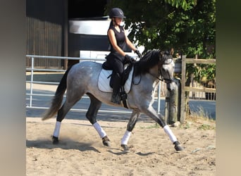 Andaluces, Caballo castrado, 4 años, 162 cm, Porcelana
