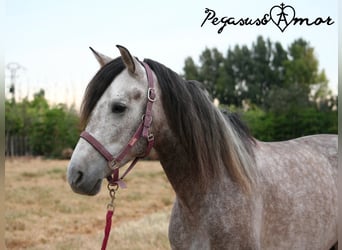 Andaluces, Caballo castrado, 4 años, 162 cm, Tordo rodado