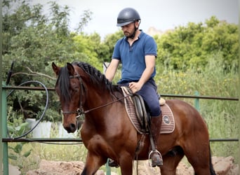 Andaluces, Caballo castrado, 4 años, 163 cm, Castaño