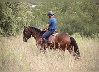 Andaluces, Caballo castrado, 4 años, 163 cm, Castaño
