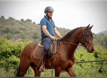Andaluces, Caballo castrado, 4 años, 163 cm, Castaño