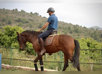 Andaluces, Caballo castrado, 4 años, 163 cm, Castaño