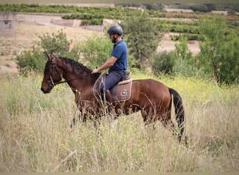 Andaluces, Caballo castrado, 4 años, 163 cm, Castaño
