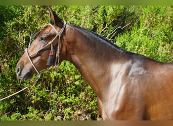 Andaluces, Caballo castrado, 4 años, 163 cm, Castaño rojizo