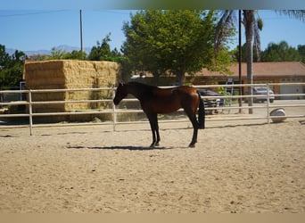 Andaluces, Caballo castrado, 4 años, 163 cm, Castaño rojizo