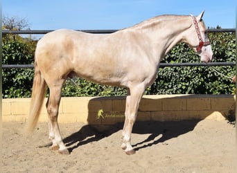 Andaluces, Caballo castrado, 4 años, 164 cm, Perla