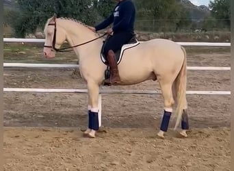 Andaluces, Caballo castrado, 4 años, 165 cm, Cremello