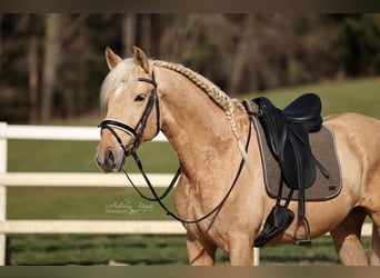 Andaluces, Caballo castrado, 4 años, 165 cm, Palomino