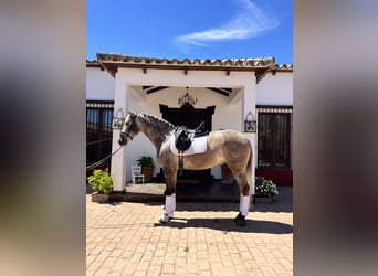 Andaluces, Caballo castrado, 4 años, 165 cm, Tordo