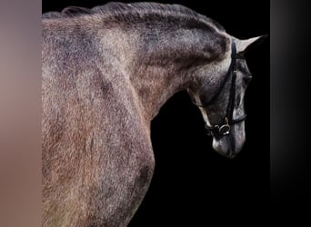 Andaluces, Caballo castrado, 4 años, 165 cm, Tordo