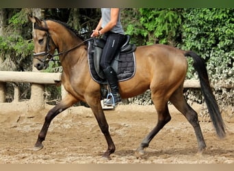 Andaluces, Caballo castrado, 4 años, 168 cm, Bayo