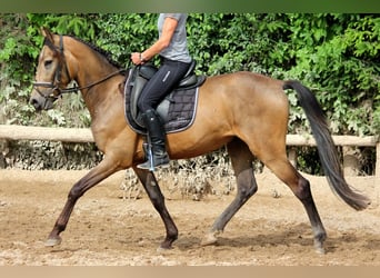 Andaluces, Caballo castrado, 4 años, 168 cm, Bayo