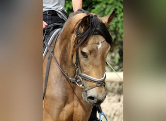 Andaluces, Caballo castrado, 4 años, 168 cm, Bayo