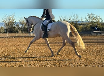 Andaluces, Caballo castrado, 4 años, 169 cm, Perlino