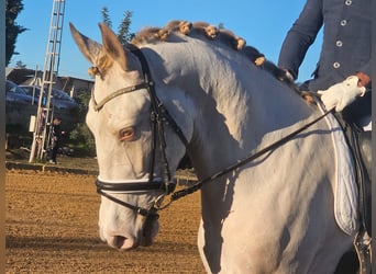 Andaluces, Caballo castrado, 4 años, 169 cm, Perlino