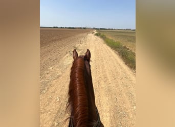 Andaluces, Caballo castrado, 4 años, 170 cm, Alazán-tostado