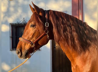 Andaluces, Caballo castrado, 4 años, 170 cm, Alazán-tostado