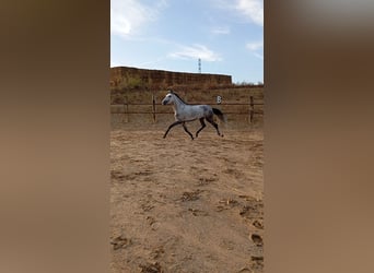 Andaluces, Caballo castrado, 4 años, Tordo rodado